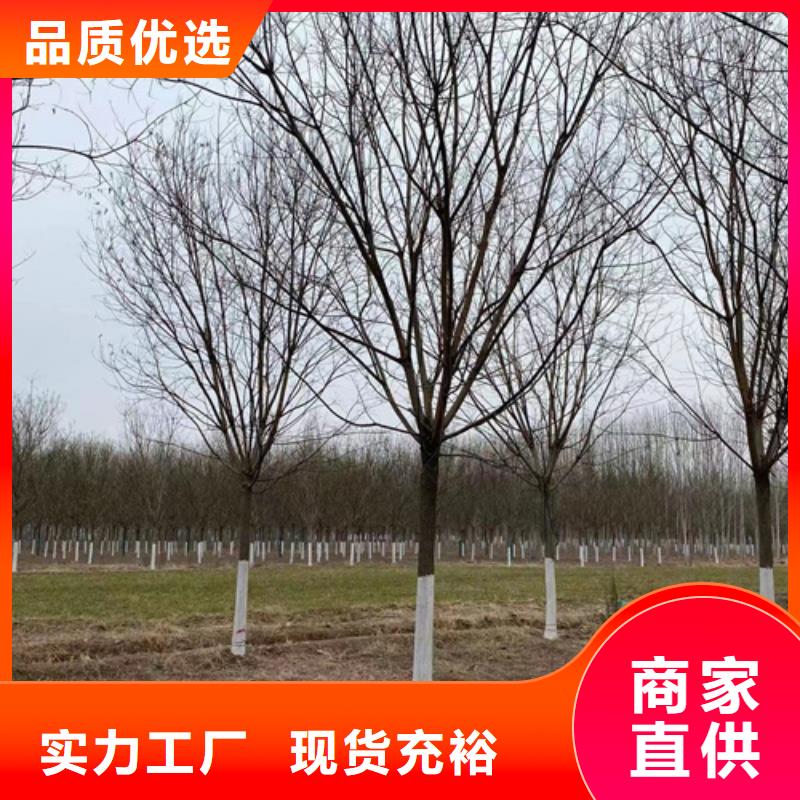法桐专业生产N年