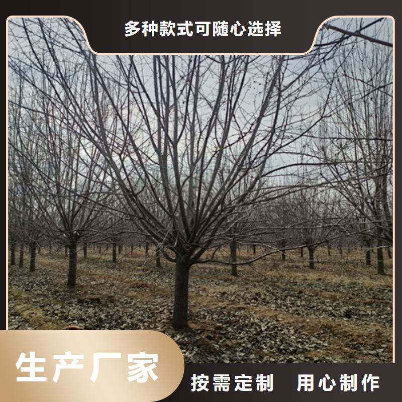 法桐_金叶复叶槭货源稳定