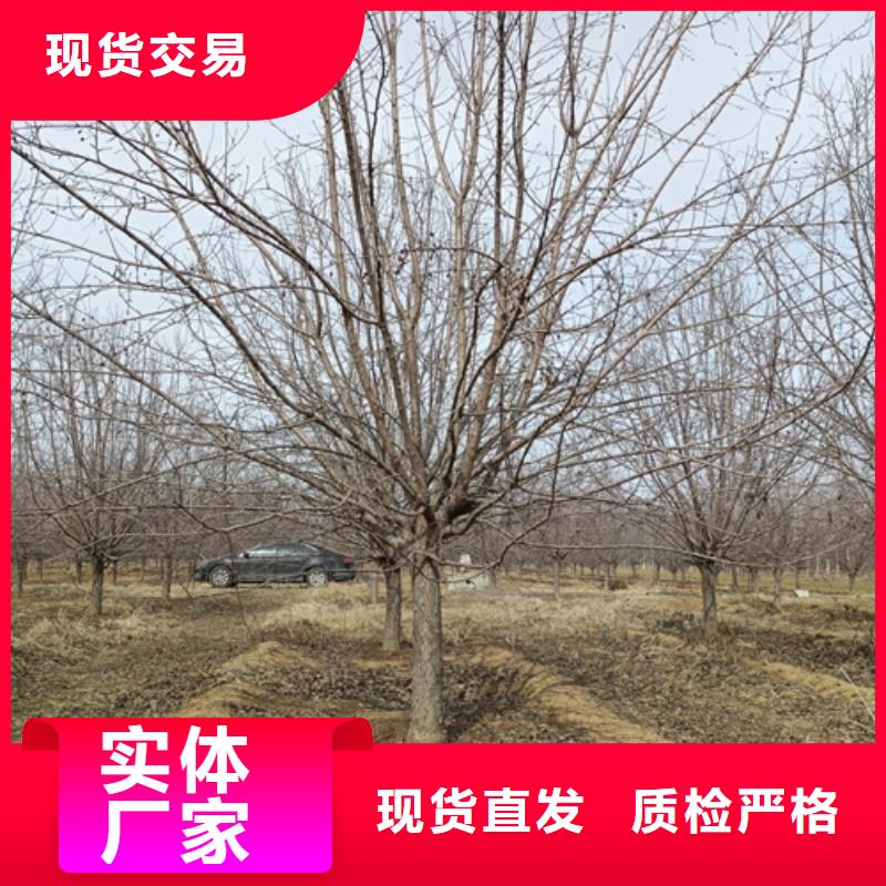 法桐_金叶复叶槭货源稳定