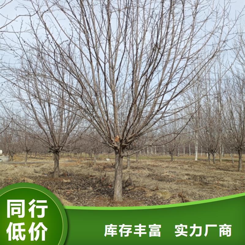 法桐,美国红枫专业品质