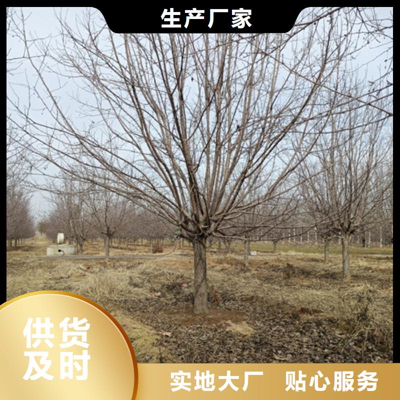 供应法桐行情全国统一价