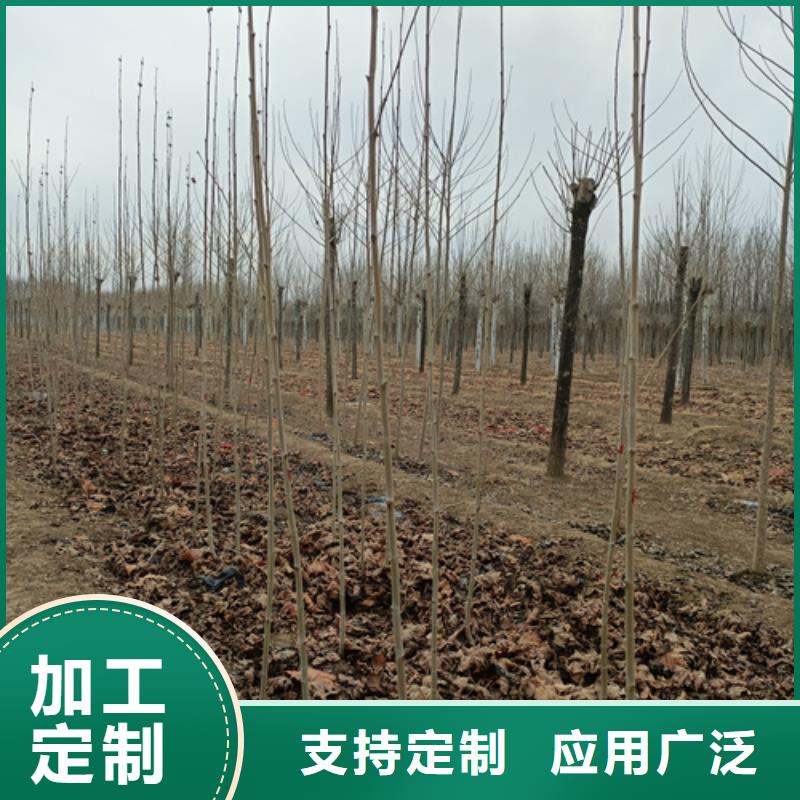 专业销售速生法桐质量有保证