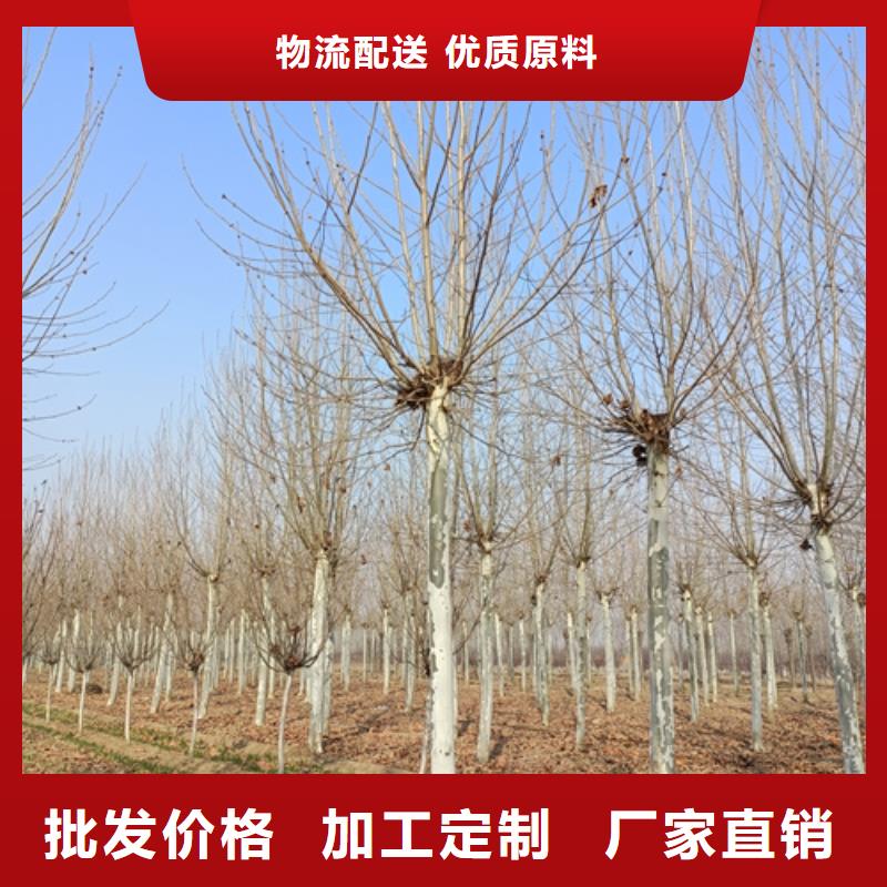 法桐好货促销