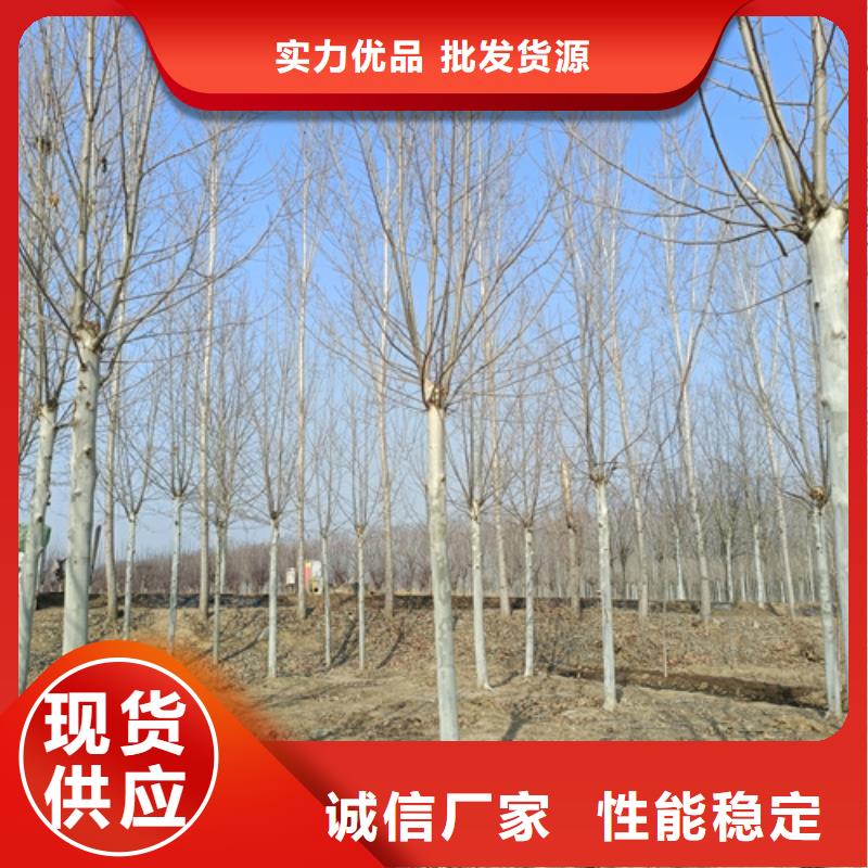 法桐专业生产N年
