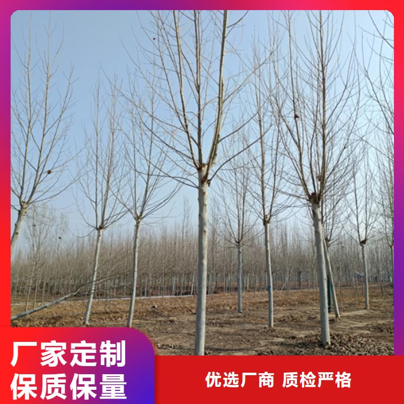 采购法桐必看-售后保证