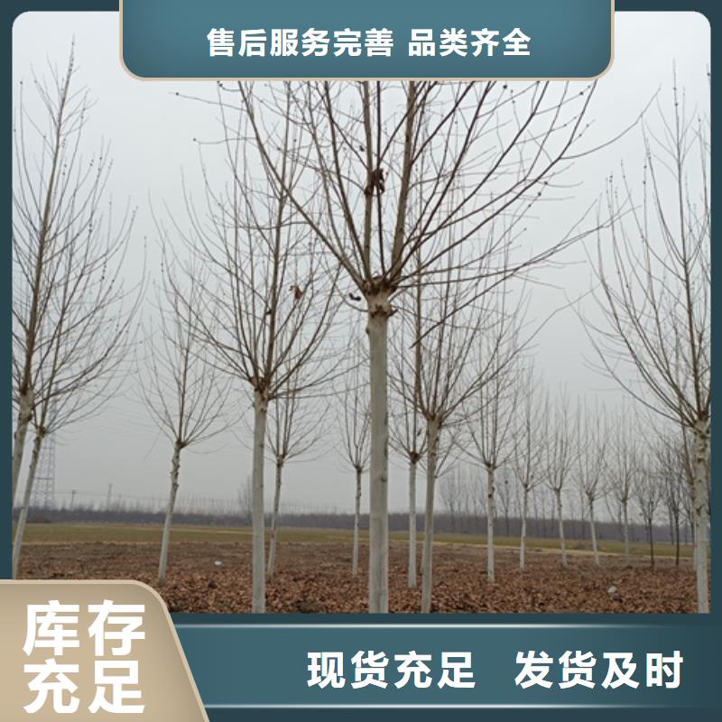 造型法桐质量放心绿化苗木