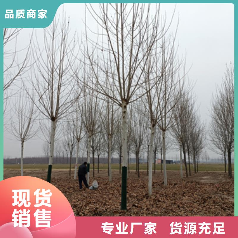 品牌的速生法桐生产厂家