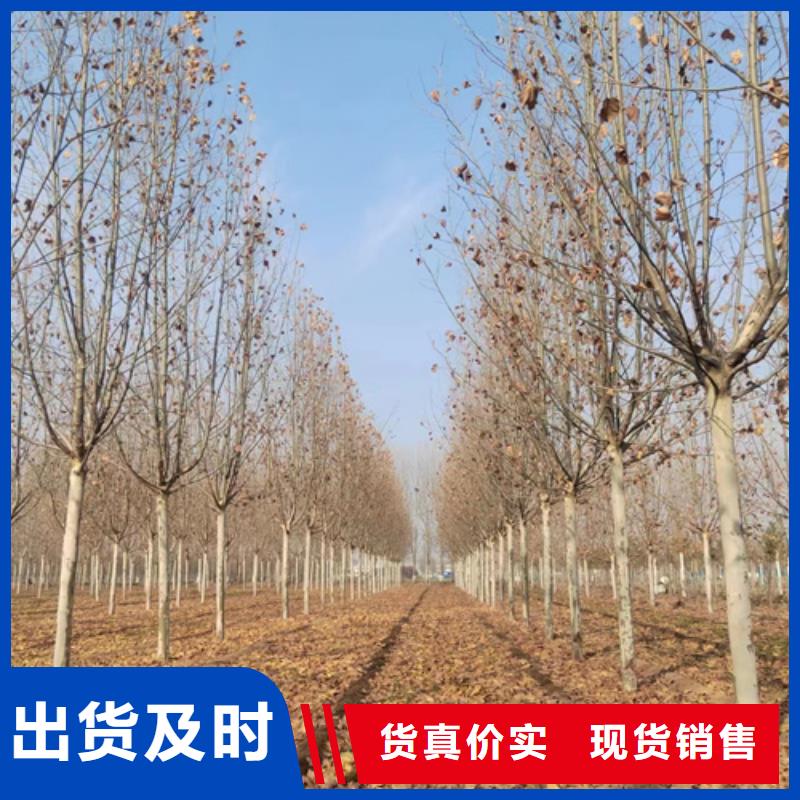 法桐_金叶复叶槭货源稳定