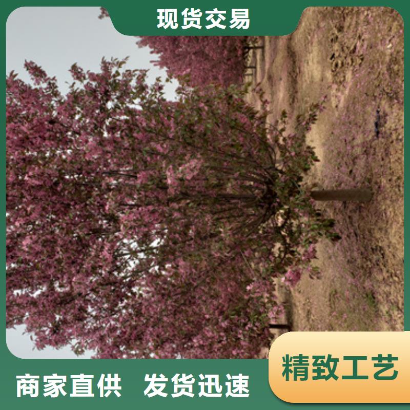 法桐五角枫放心得选择