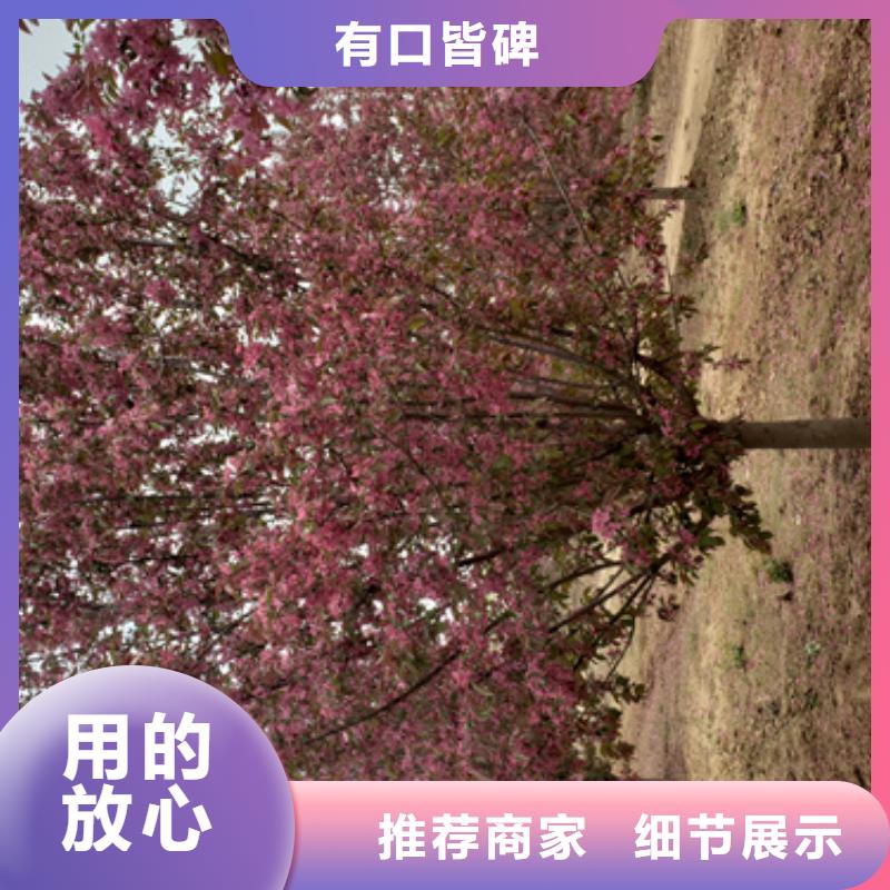 法桐五角枫欢迎新老客户垂询