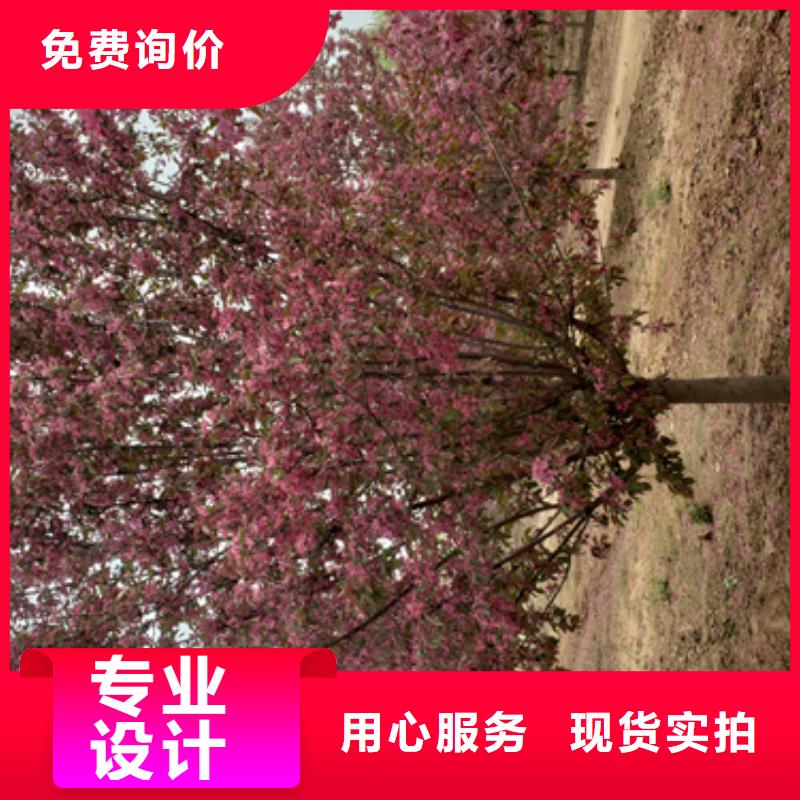 速生法桐多年老厂家