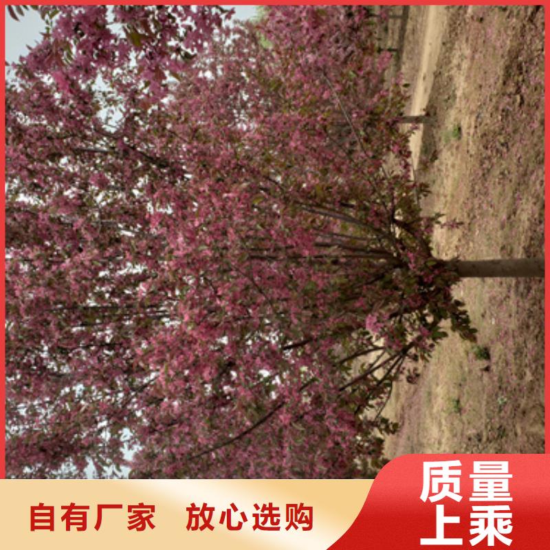 法桐国槐诚信经营质量保证