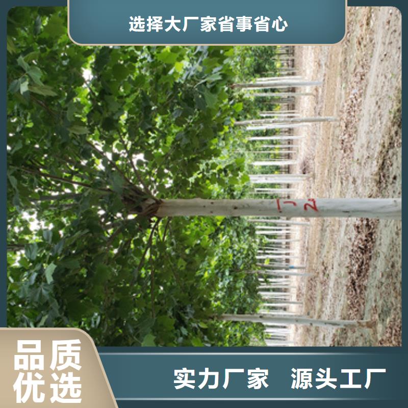 法桐_五角枫质检严格
