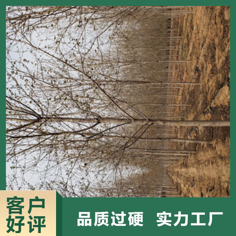 法桐专业生产N年