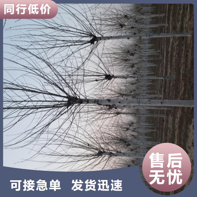 造型法桐真正的厂家货源