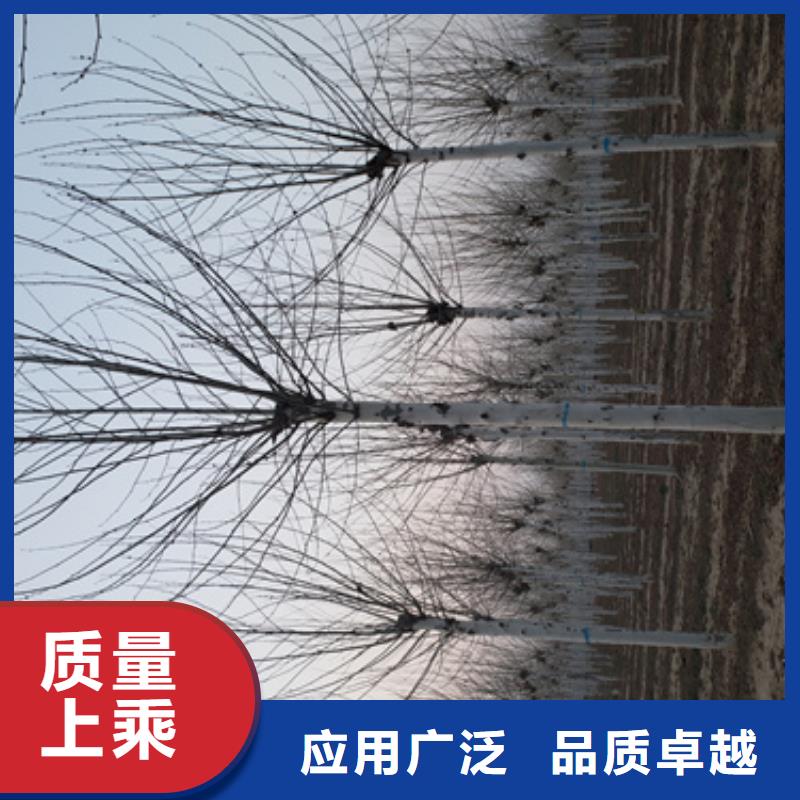 法桐厂家直销放心