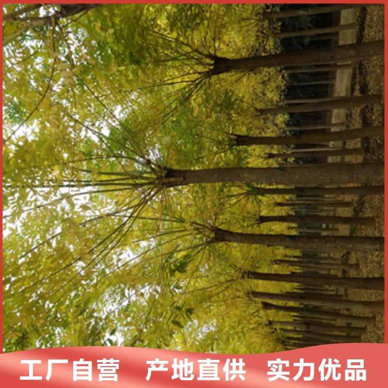 法桐价格种植基地绿化苗木