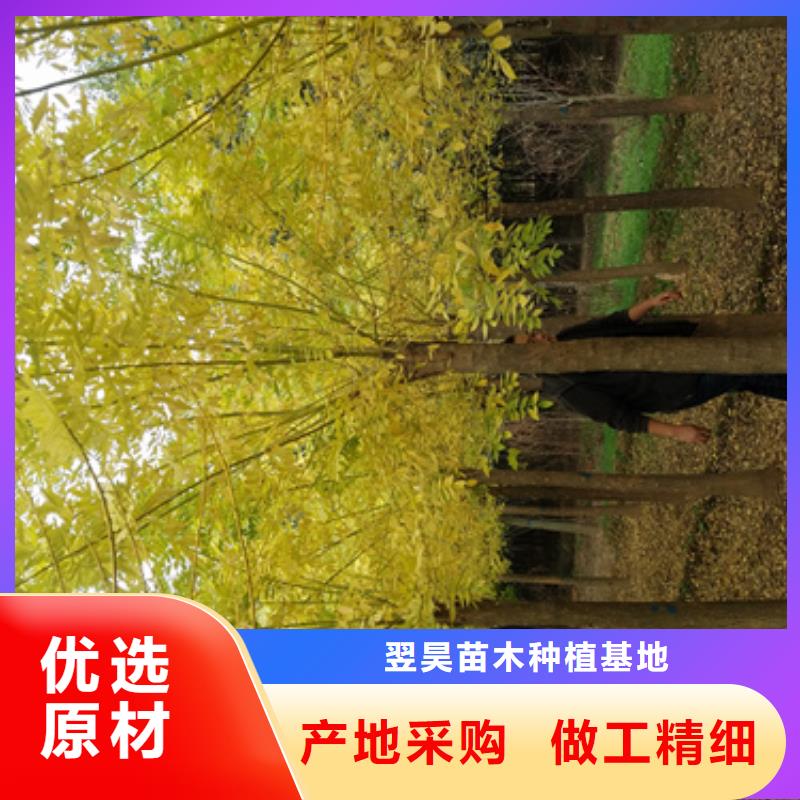 【法桐白蜡出货及时】