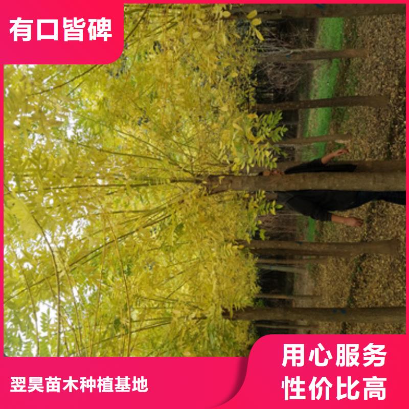 法桐_北京栾性价比高