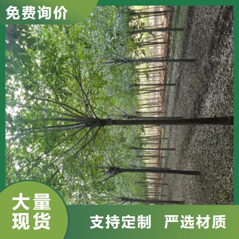 法桐金叶复叶槭快捷的物流配送
