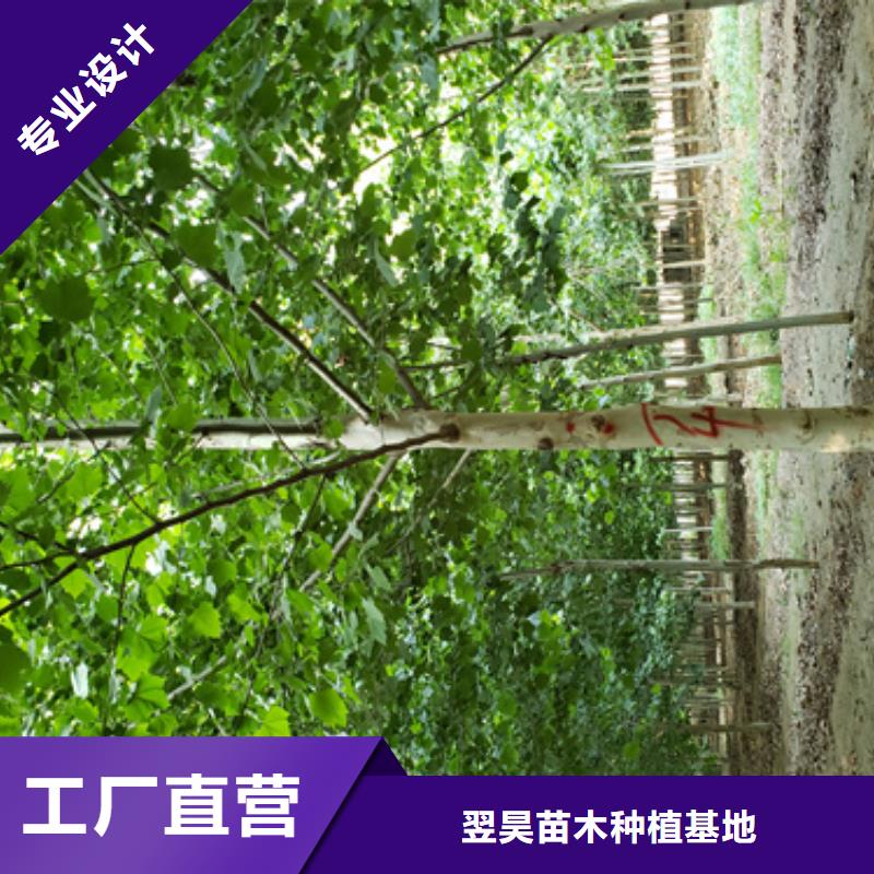 采购法桐必看-售后保证