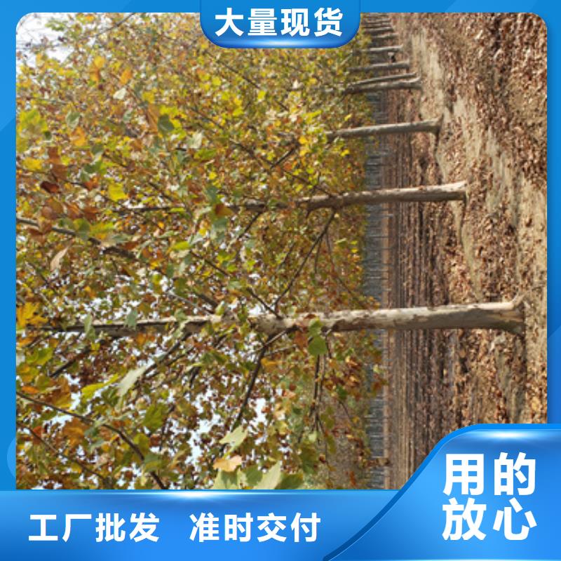 法桐截杆发帽做工细致