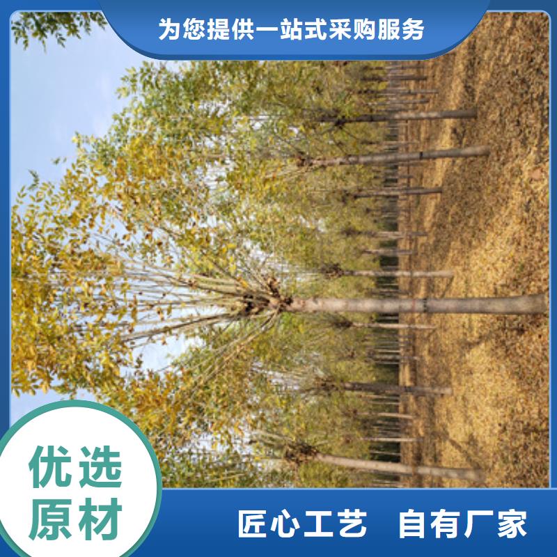 造型法桐质量放心绿化苗木