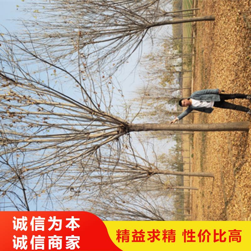 法桐黄金槐货源充足