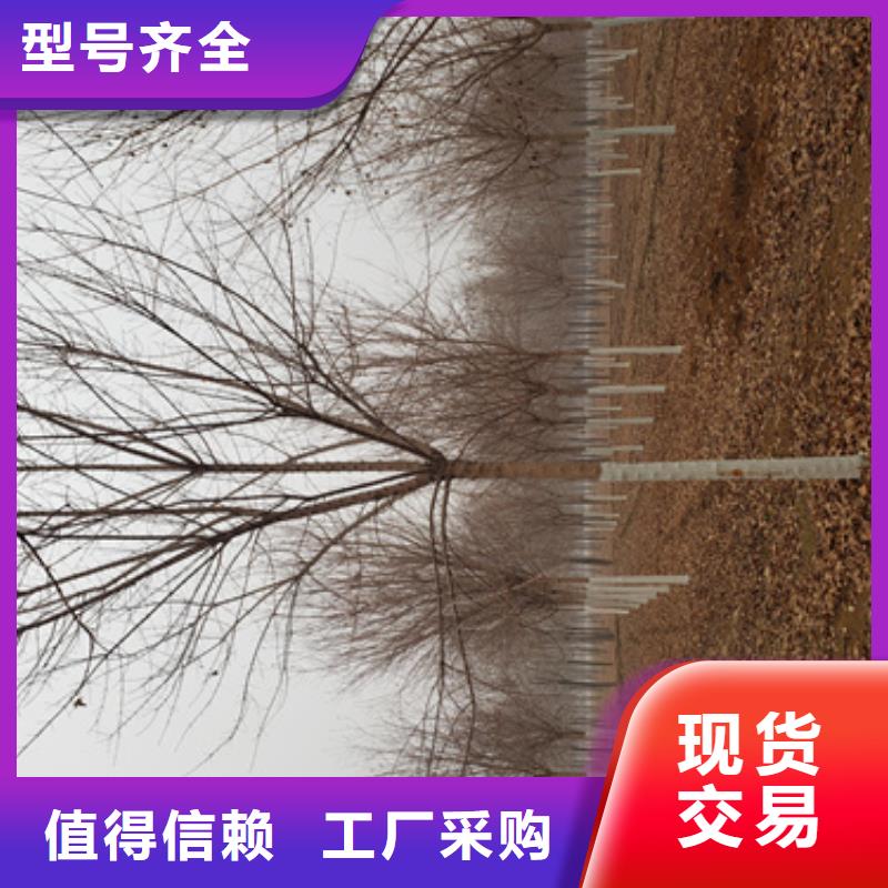 法桐小苗价格低绿化苗木