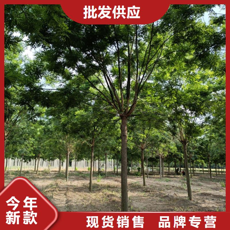 法桐金叶白蜡现货供应