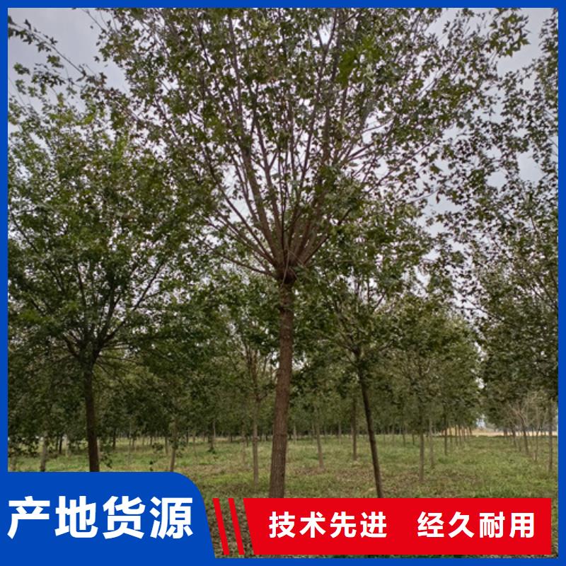 法桐国槐专业生产N年