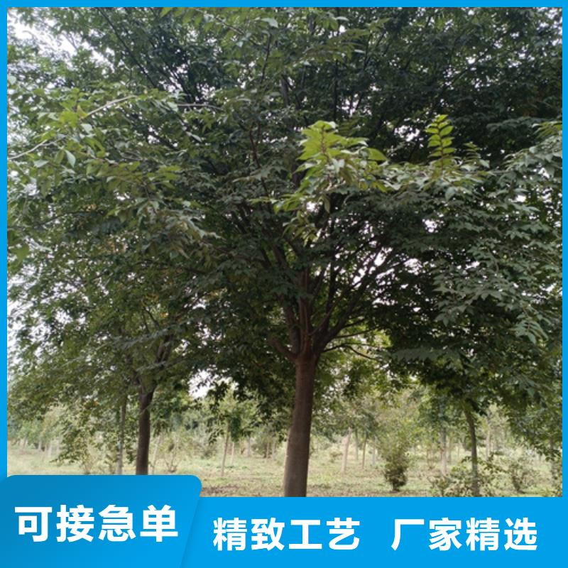 法桐-【金叶复叶槭】价格合理