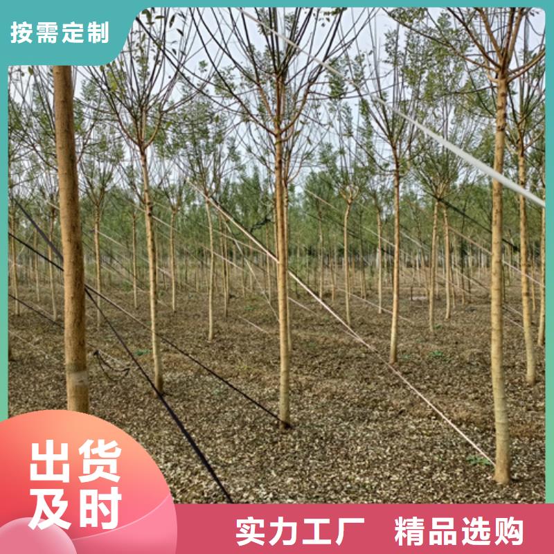 速生法桐厂家-认准翌昊苗木种植基地