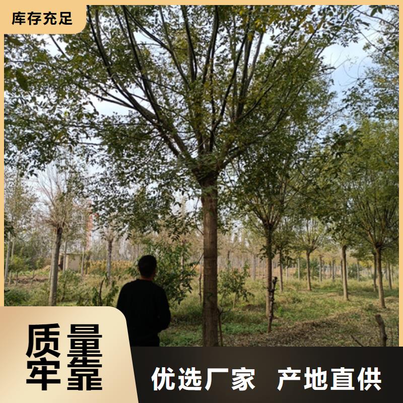 法桐金叶槐厂家自营