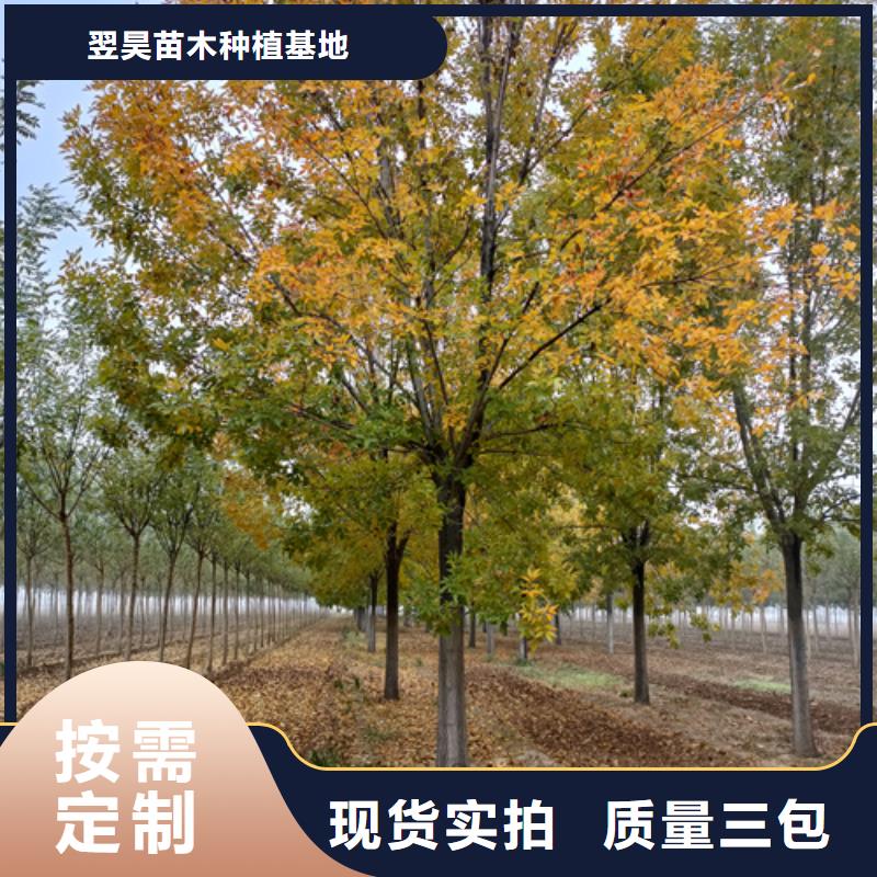 法桐国槐诚信经营质量保证
