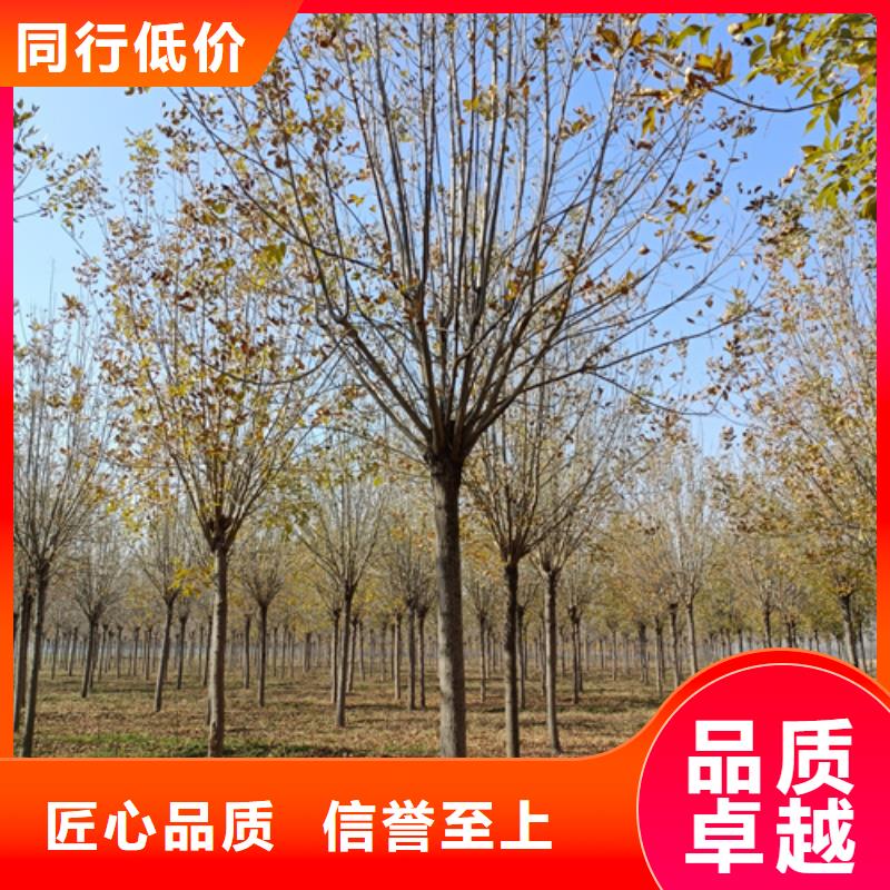 法桐精挑细选好货