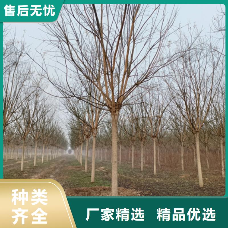 造型法桐畅销全国绿化乔木