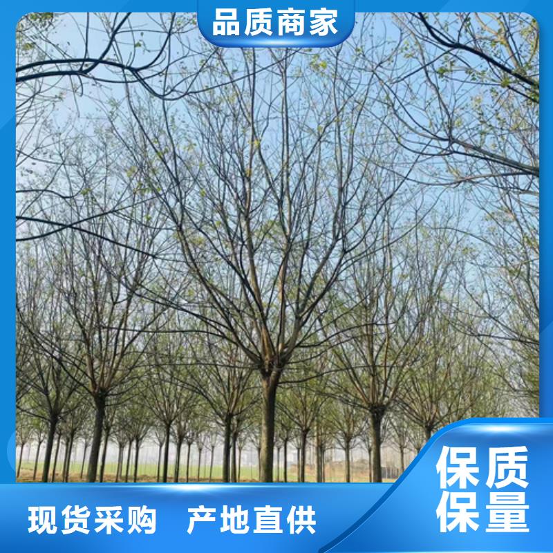 法桐金叶白蜡现货供应