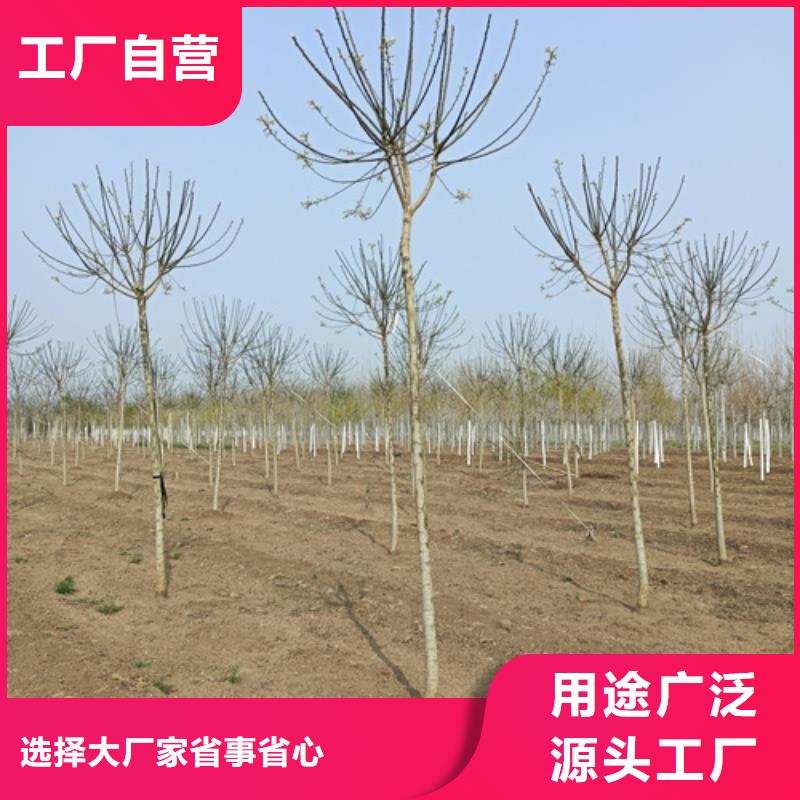 法桐金叶白蜡现货供应