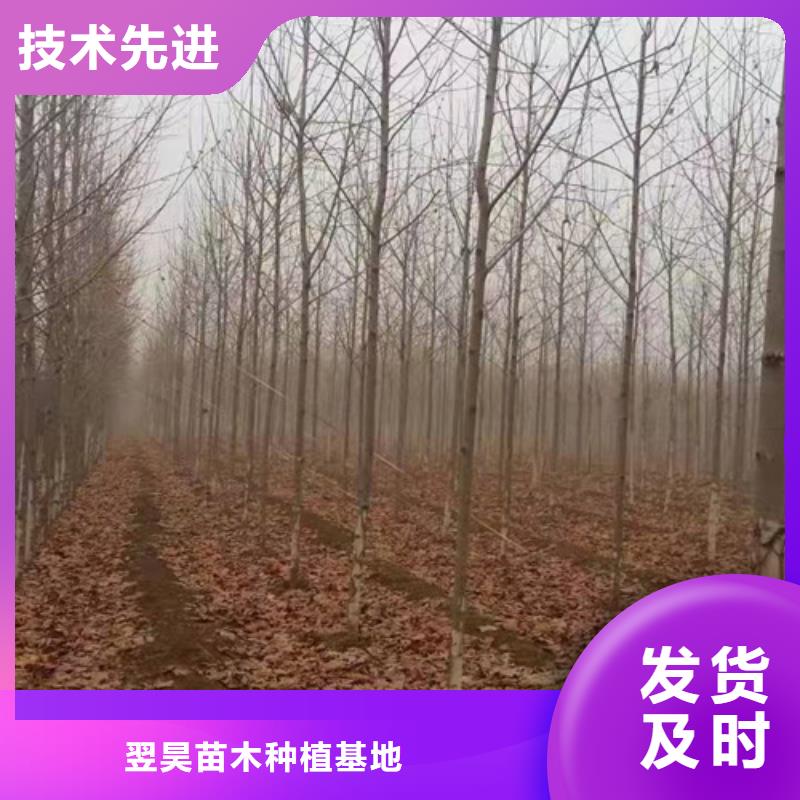 质量优的法桐行情供应商