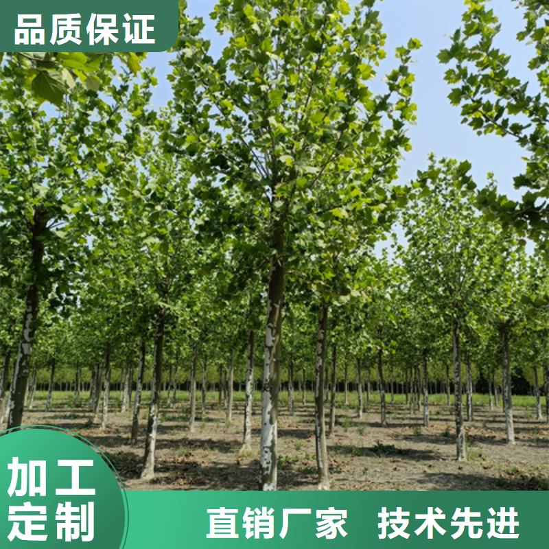 法桐,美国红枫专业品质