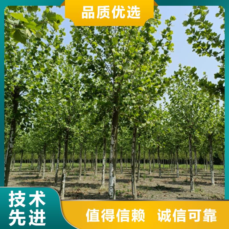 法桐专业生产N年