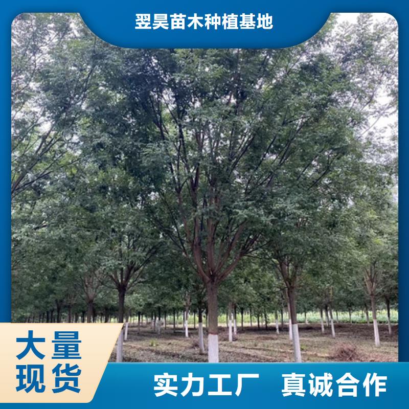 法桐垂丝海棠物流配送