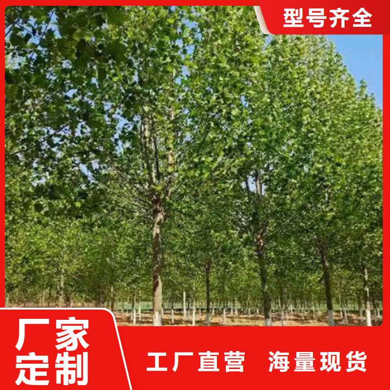 【法桐白蜡出货及时】