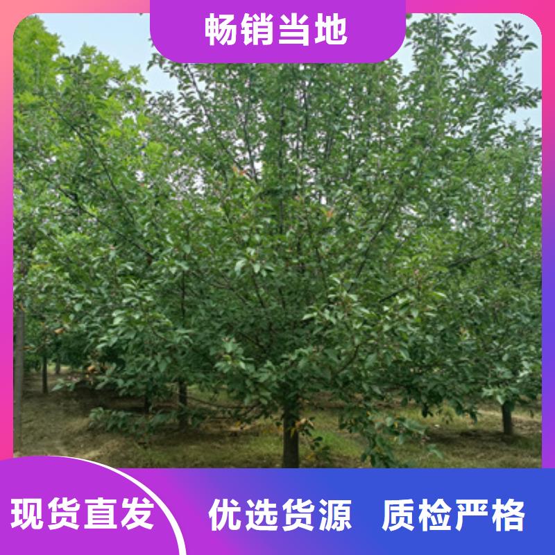 法桐好货促销