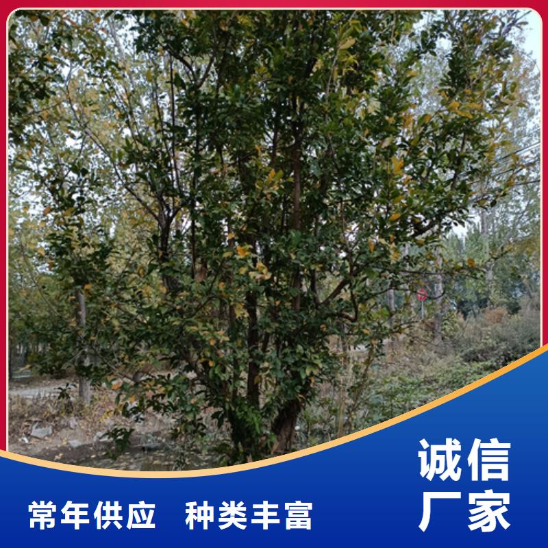 法桐_北京栾性价比高