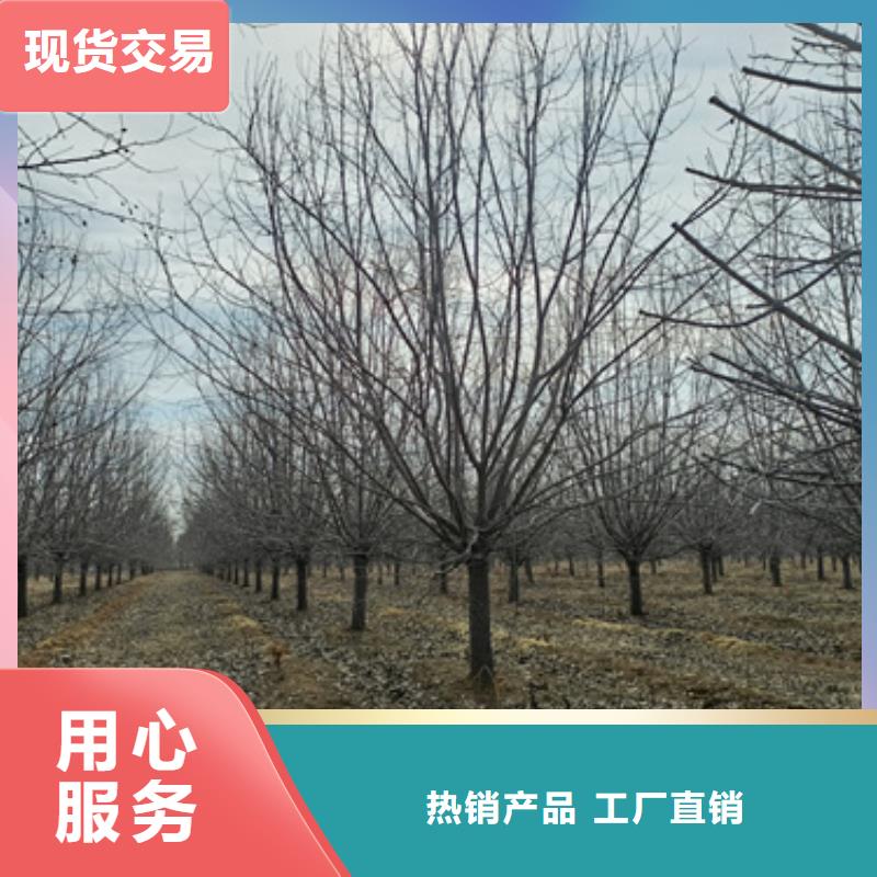 法桐-国槐质检严格
