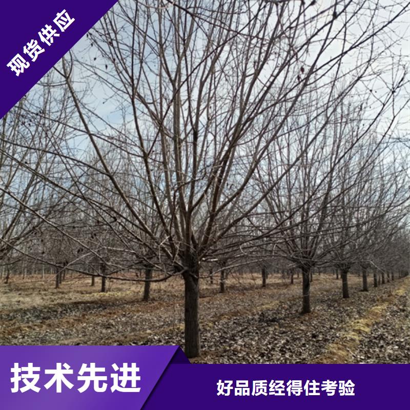 【法桐白蜡出货及时】