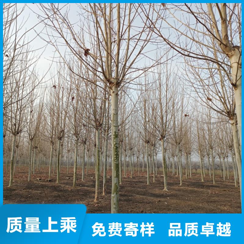 法桐,美国红枫专业品质