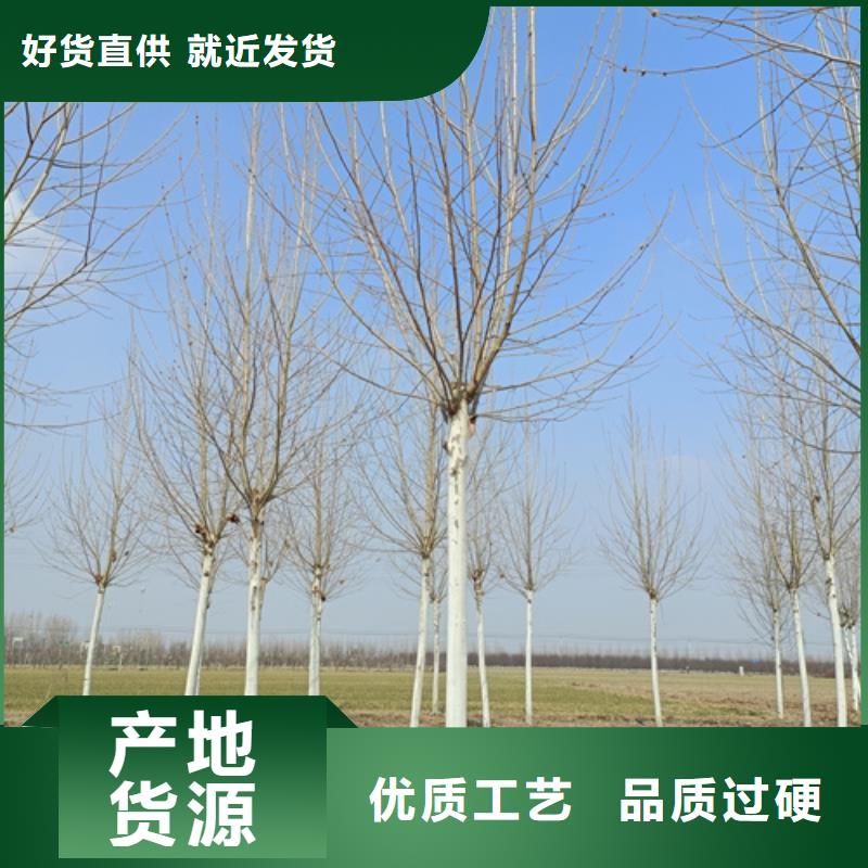 法桐_金叶白蜡经销商